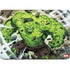 Marvel Hulk Green Goliath Apple MacBook Pro 16-inch Skin